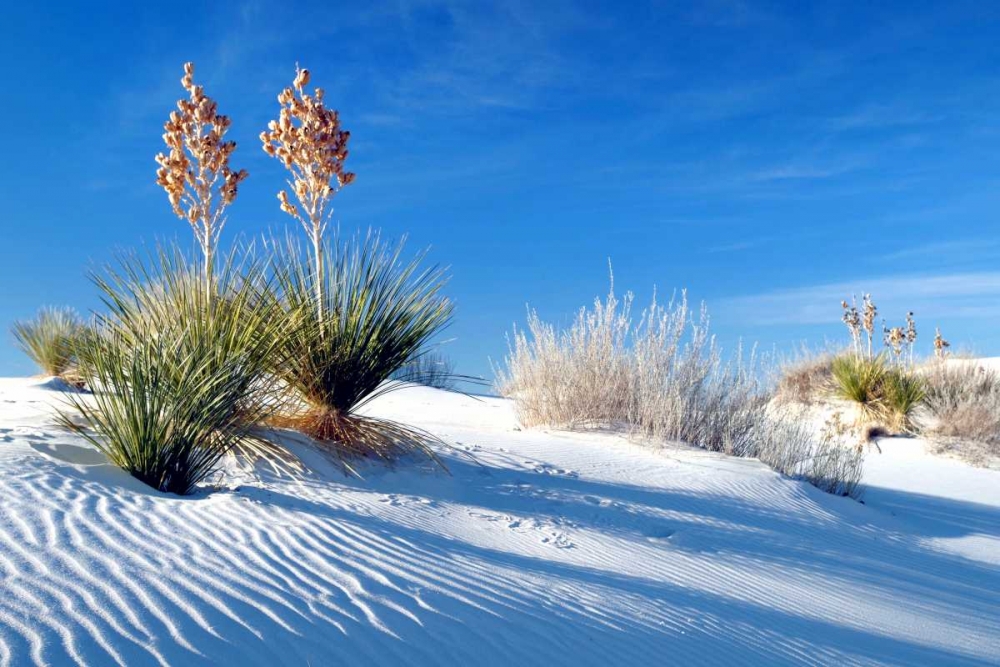 Sand Shadows II art print by Douglas Taylor for $57.95 CAD