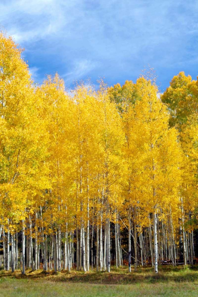 Colorado Color II art print by Douglas Taylor for $57.95 CAD