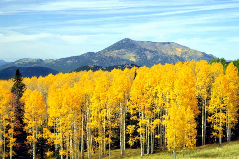 Aspens of Autumn I art print by Douglas Taylor for $57.95 CAD