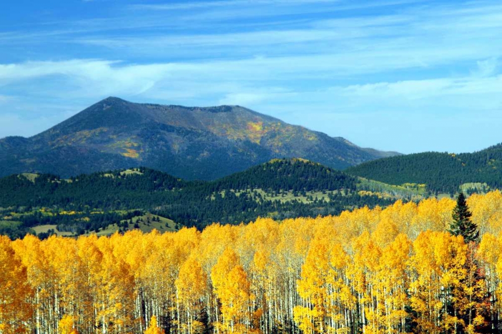 Aspens of Autumn II art print by Douglas Taylor for $57.95 CAD