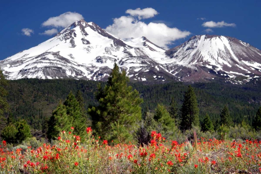 Indian Paintbrush art print by Douglas Taylor for $57.95 CAD