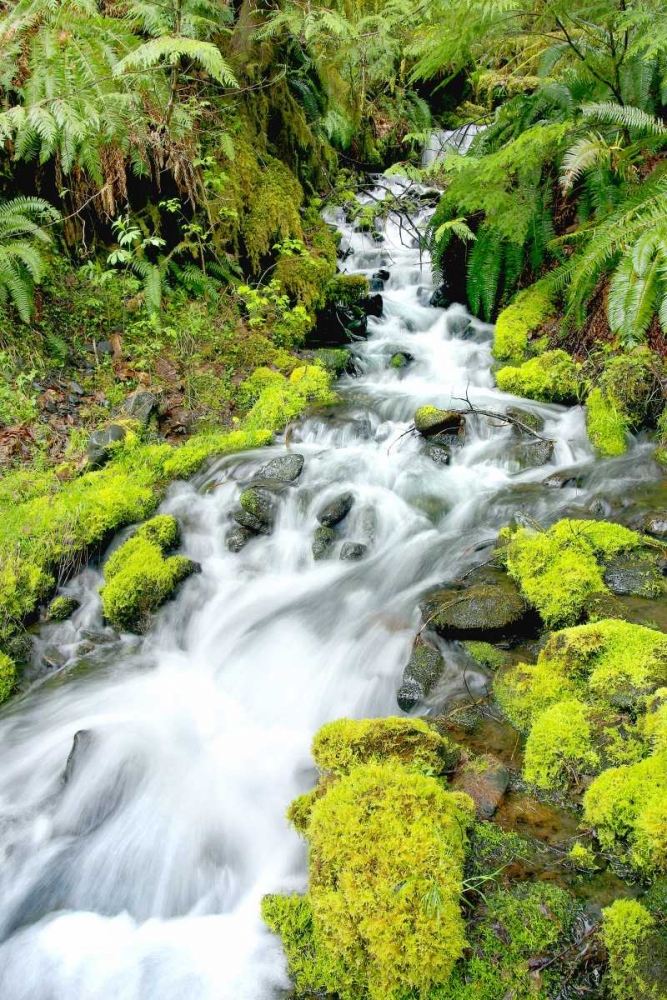 Mountain Stream art print by Douglas Taylor for $57.95 CAD
