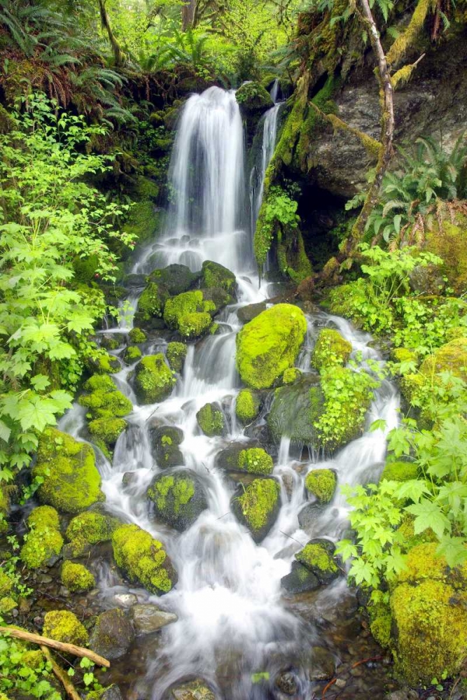 Rainforest Falls art print by Douglas Taylor for $57.95 CAD