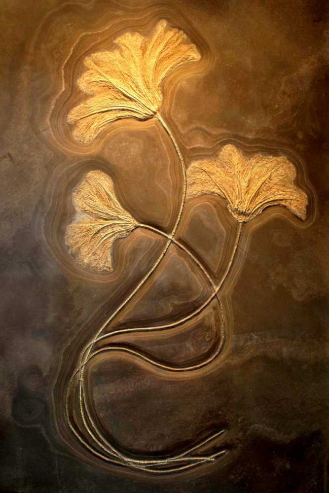 Crinoids I art print by Douglas Taylor for $57.95 CAD