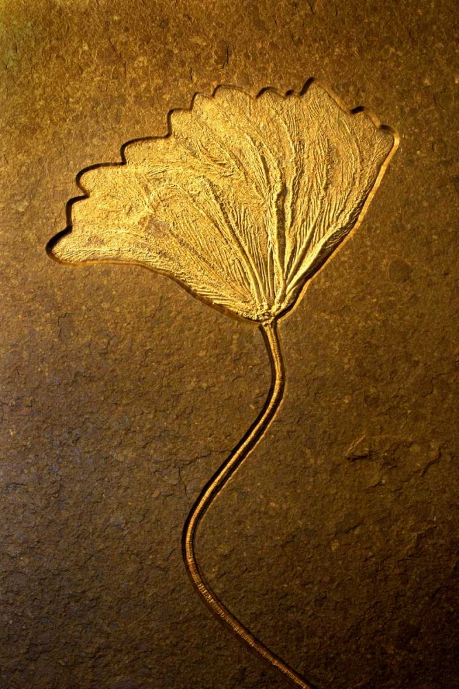 Crinoids II art print by Douglas Taylor for $57.95 CAD