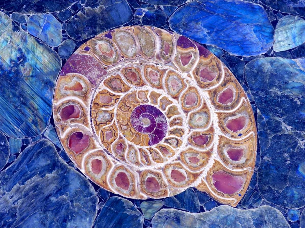 Ammonite in Labradorite art print by Douglas Taylor for $57.95 CAD