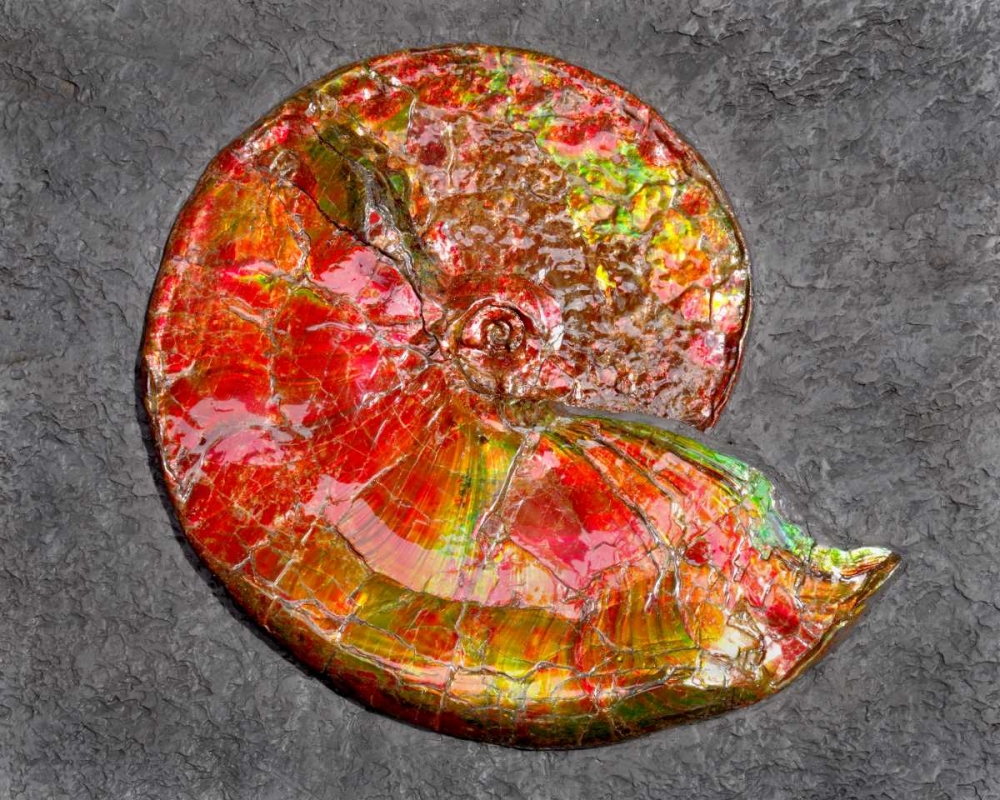 Ammonite in Matrix art print by Douglas Taylor for $57.95 CAD