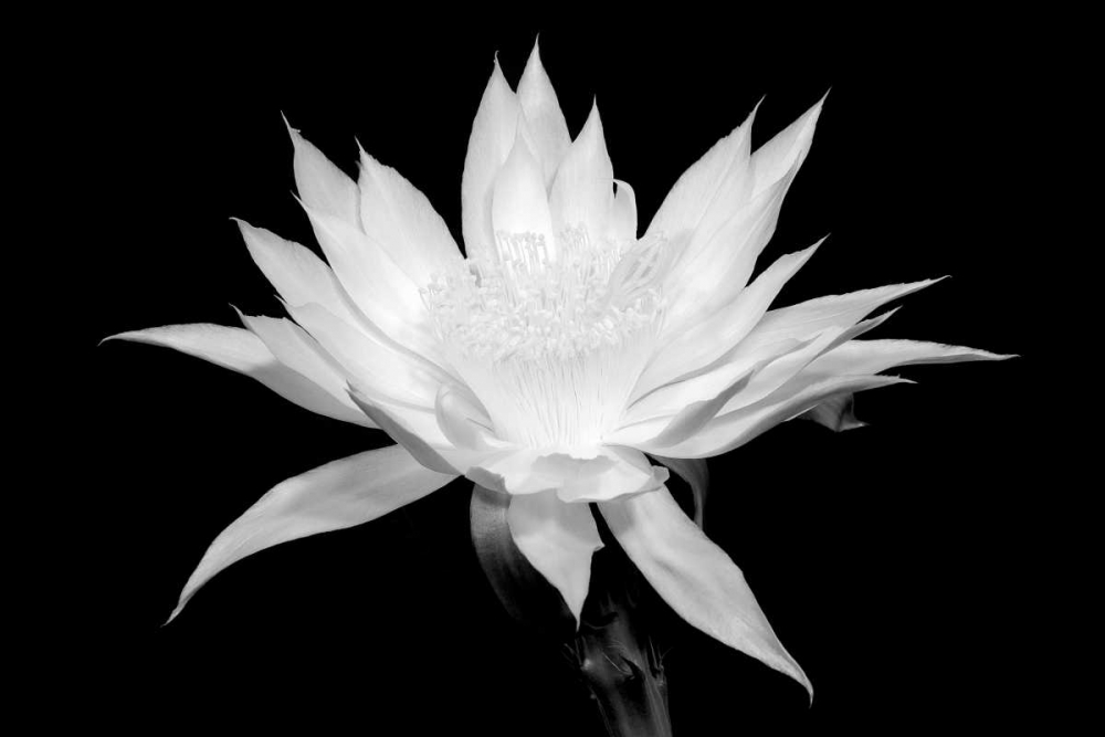 Cereus BW art print by Douglas Taylor for $57.95 CAD