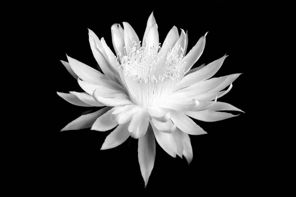Queen of the Night BW I art print by Douglas Taylor for $57.95 CAD