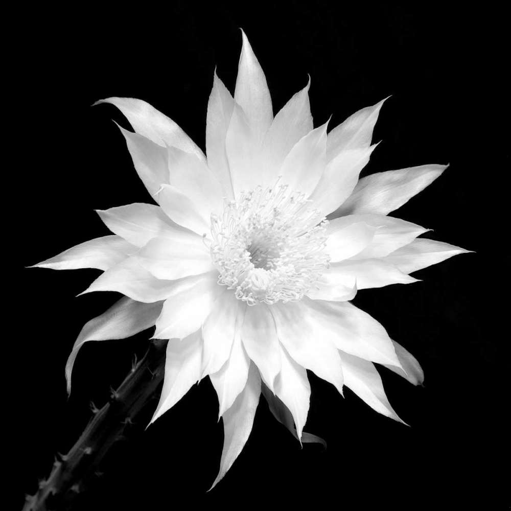 Penocereus Greggii BW art print by Douglas Taylor for $57.95 CAD