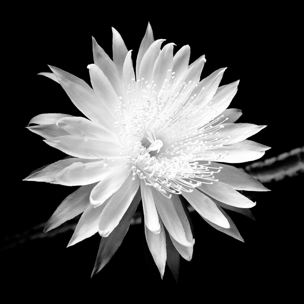 Queen of the Night BW II art print by Douglas Taylor for $57.95 CAD