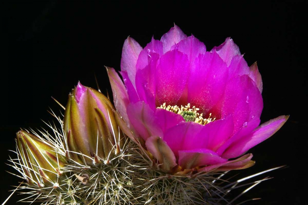 Hedgehog Flowers I art print by Douglas Taylor for $57.95 CAD