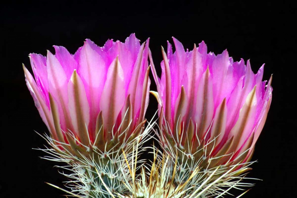 Hedgehog Flowers II art print by Douglas Taylor for $57.95 CAD