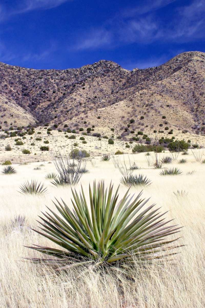Desert Grasslands I art print by Douglas Taylor for $57.95 CAD
