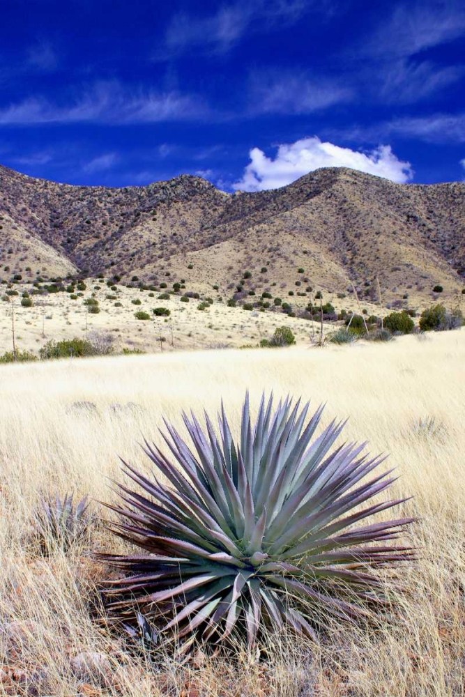 Desert Grasslands II art print by Douglas Taylor for $57.95 CAD