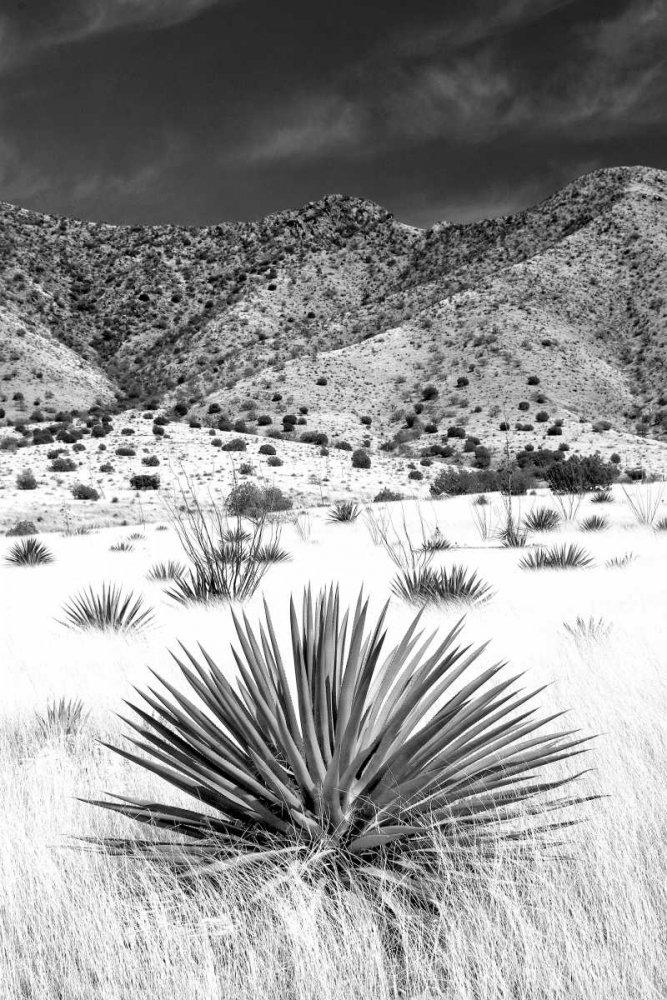 Desert Grasslands I BW art print by Douglas Taylor for $57.95 CAD