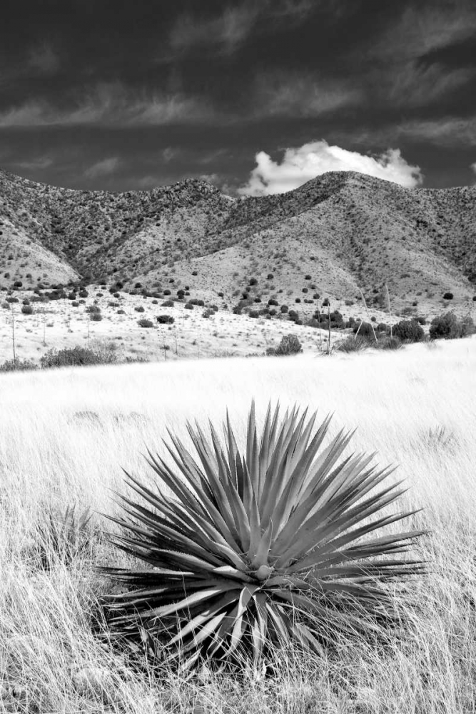 Desert Grasslands II BW art print by Douglas Taylor for $57.95 CAD