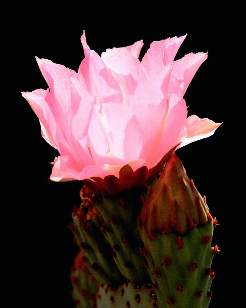 Beaver Tail Cactus Flower art print by Douglas Taylor for $57.95 CAD