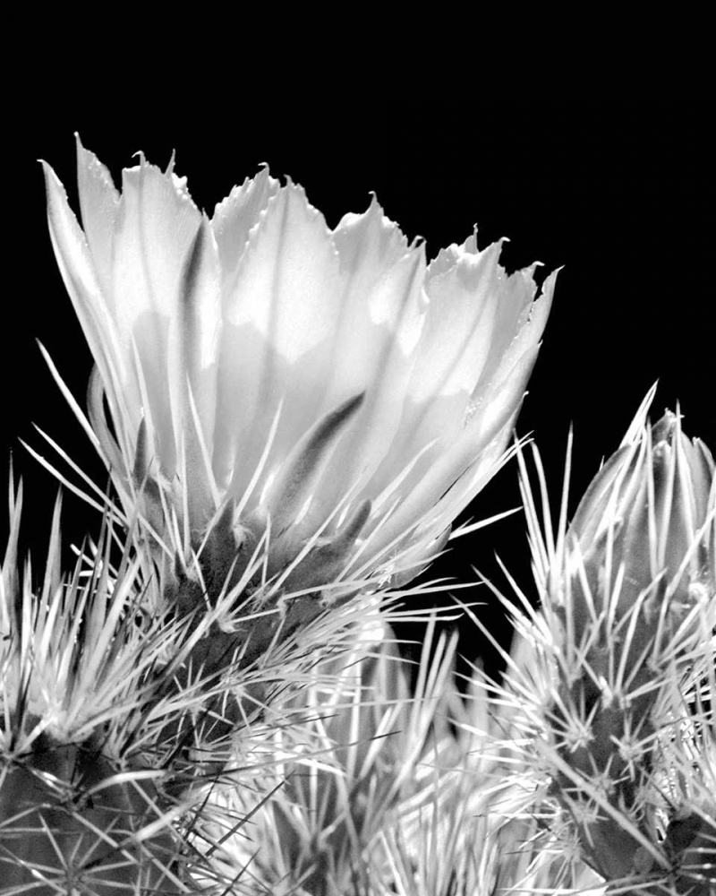 Armed and Beautiful BW art print by Douglas Taylor for $57.95 CAD