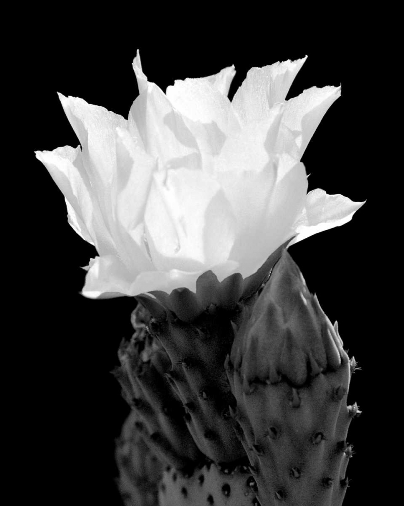 Beaver Tail Cactus Flower BW art print by Douglas Taylor for $57.95 CAD