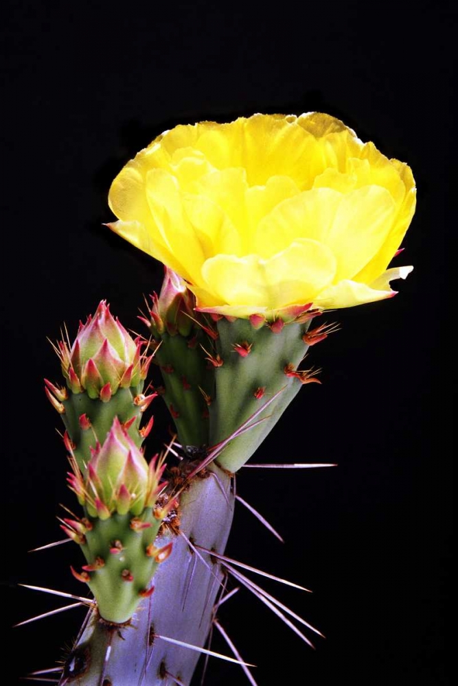 Beginning the Month of Yellow art print by Douglas Taylor for $57.95 CAD