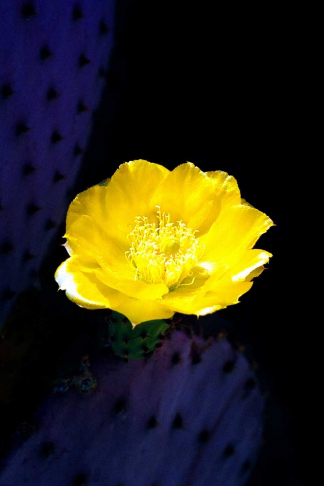 Prickly Pear Cactus Blossom art print by Douglas Taylor for $57.95 CAD