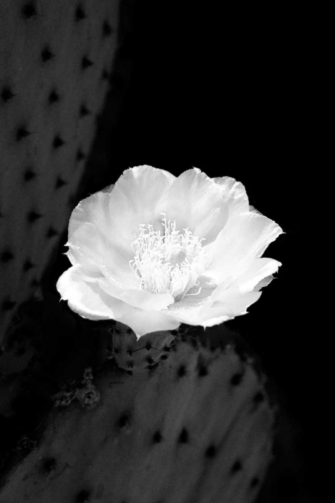Prickly Pear Cactus Blossom BW art print by Douglas Taylor for $57.95 CAD