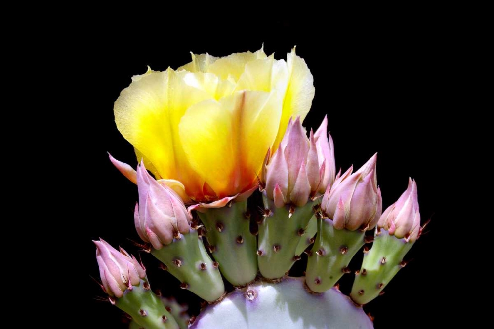 Prickly Pear Blossom and Buds art print by Douglas Taylor for $57.95 CAD