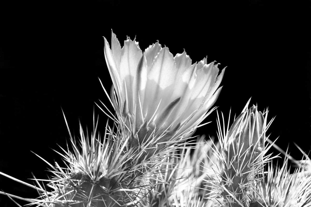 Hedgehog Cactus Flower BW art print by Douglas Taylor for $57.95 CAD