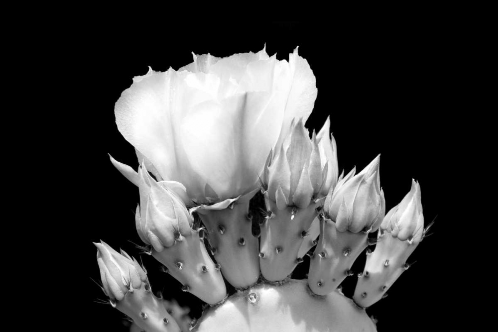 Prickly Pear Blossom and Buds BW art print by Douglas Taylor for $57.95 CAD