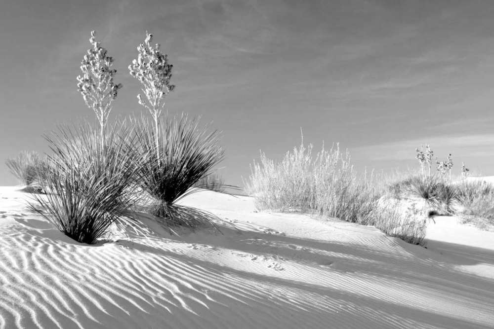 Shadows in the Sand II art print by Douglas Taylor for $57.95 CAD