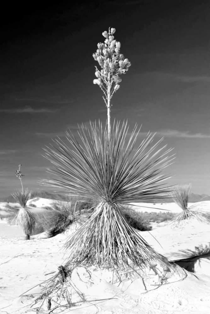 Yucca At White Sands I art print by Douglas Taylor for $57.95 CAD