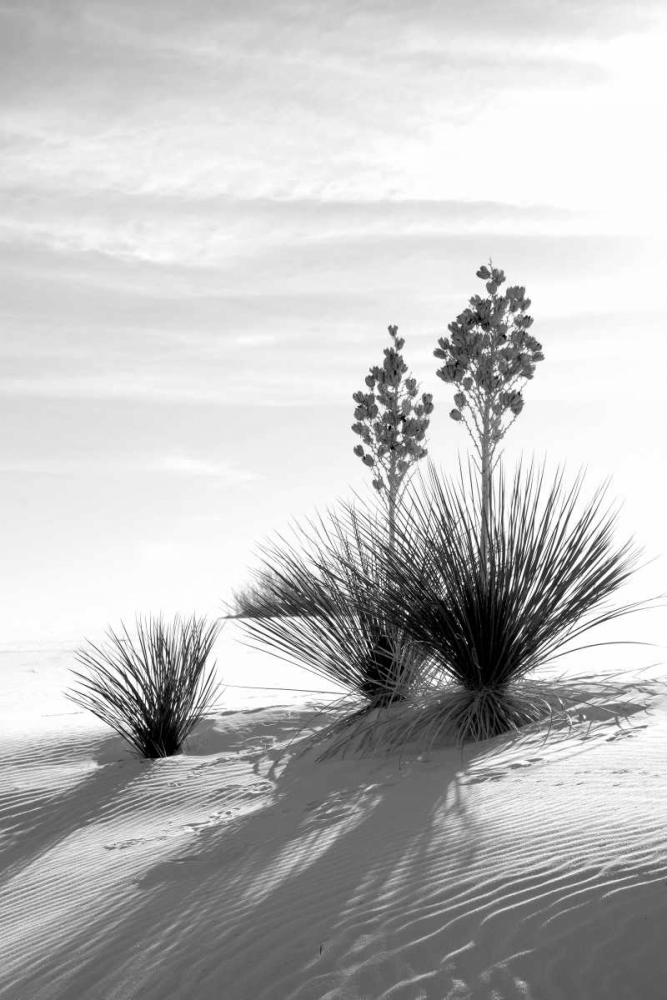 Yucca At White Sands II art print by Douglas Taylor for $57.95 CAD