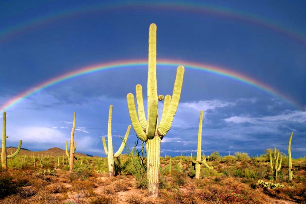 Desert Blessing I art print by Douglas Taylor for $57.95 CAD