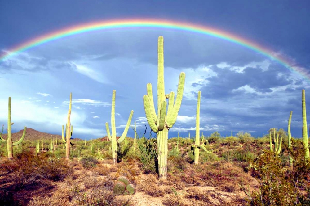 Desert Blessing II art print by Douglas Taylor for $57.95 CAD
