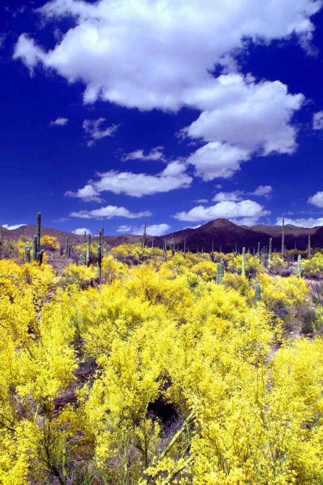 Palo Verde Bloom art print by Douglas Taylor for $57.95 CAD
