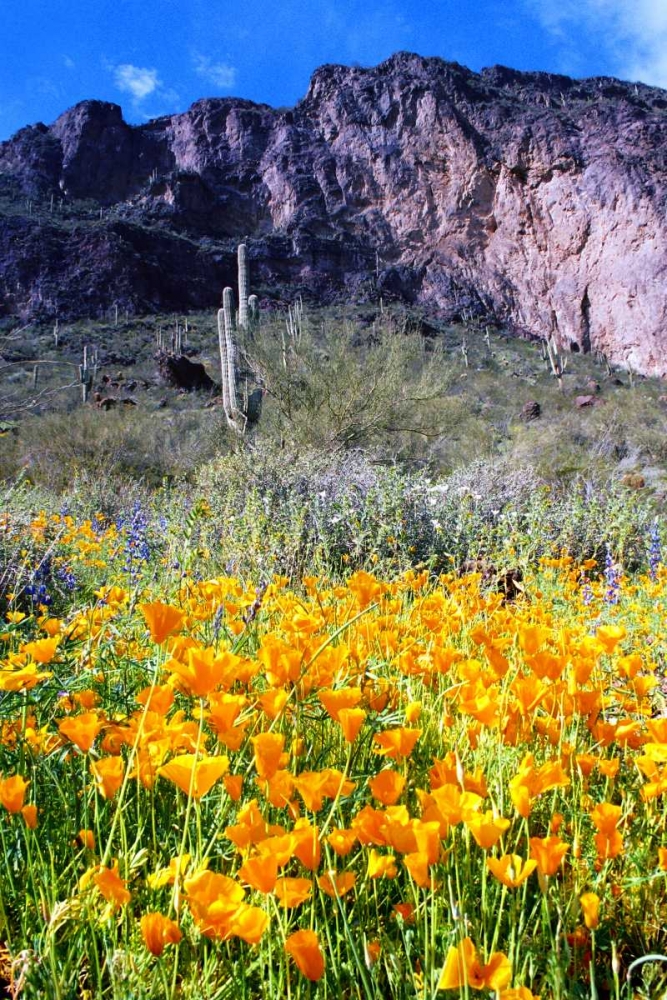 Picacho Peak Wildflowers art print by Douglas Taylor for $57.95 CAD