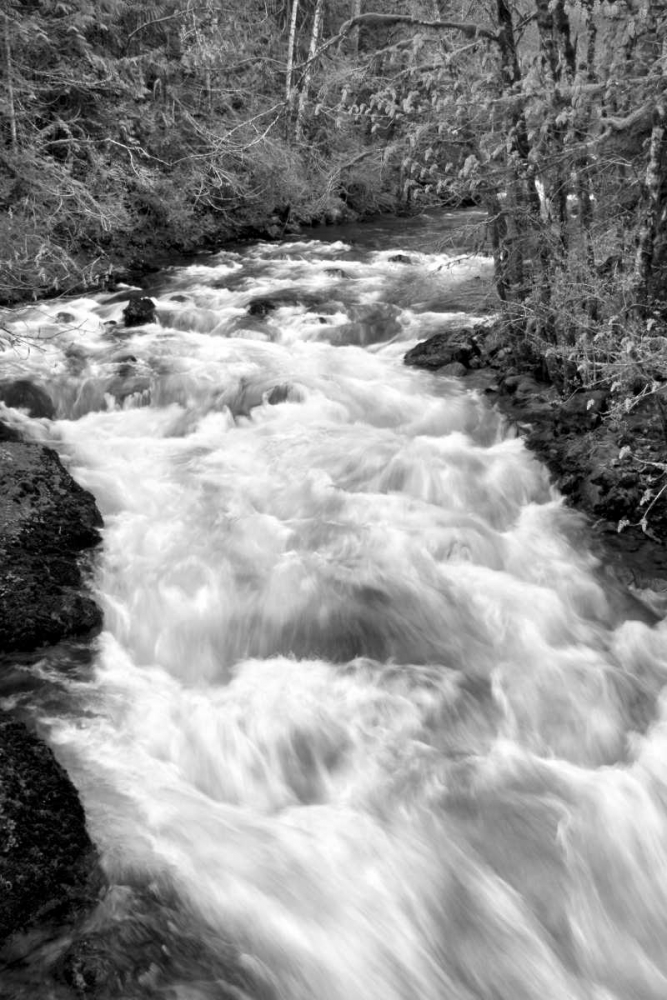 Hamma Hamma River BW art print by Douglas Taylor for $57.95 CAD