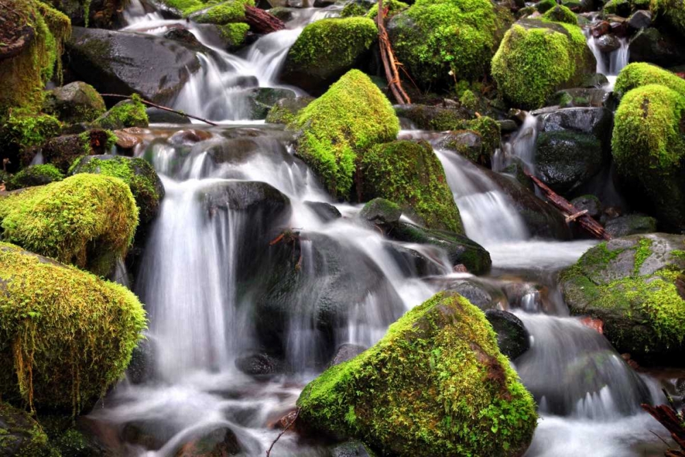 Trailside Stream art print by Douglas Taylor for $57.95 CAD