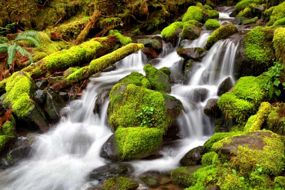 Forest Stream art print by Douglas Taylor for $57.95 CAD