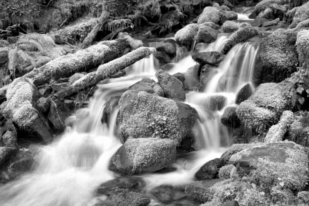Forest Stream BW art print by Douglas Taylor for $57.95 CAD
