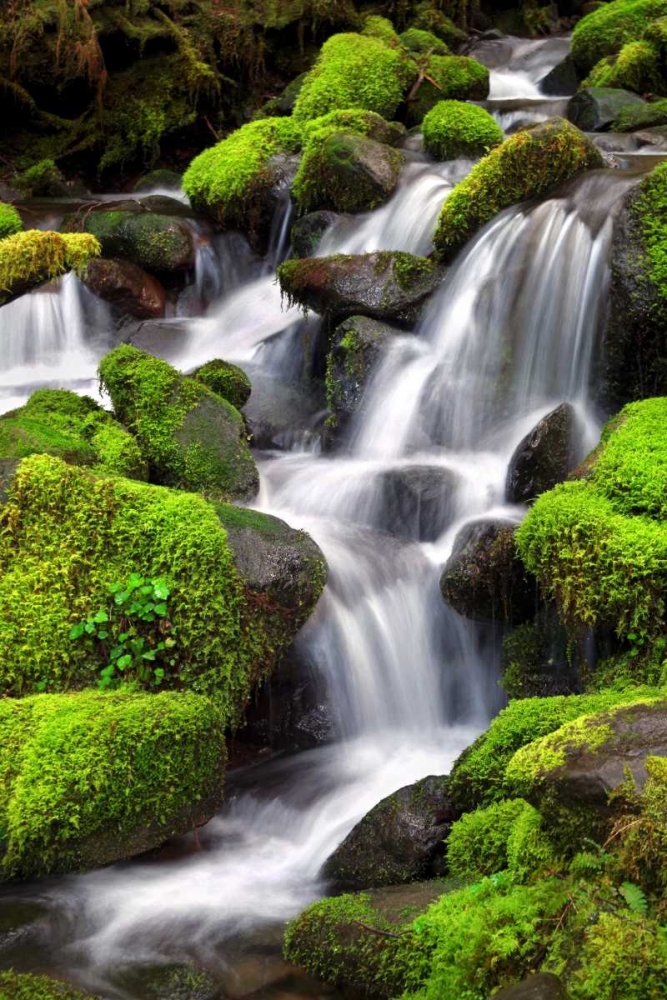 Trailside Waterfall II art print by Douglas Taylor for $57.95 CAD