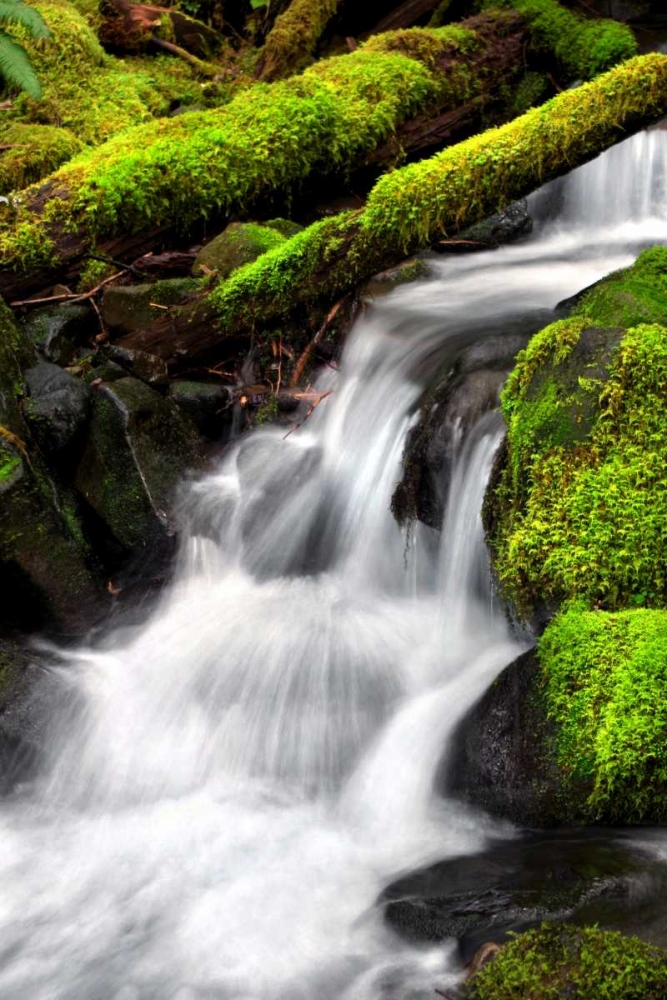 Trailside Waterfall III art print by Douglas Taylor for $57.95 CAD