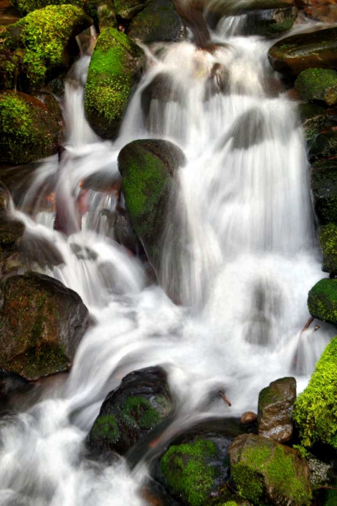 Trailside Waterfall IV art print by Douglas Taylor for $57.95 CAD