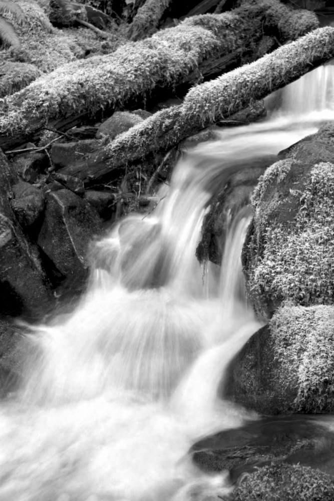Trailside Waterfall III BW art print by Douglas Taylor for $57.95 CAD