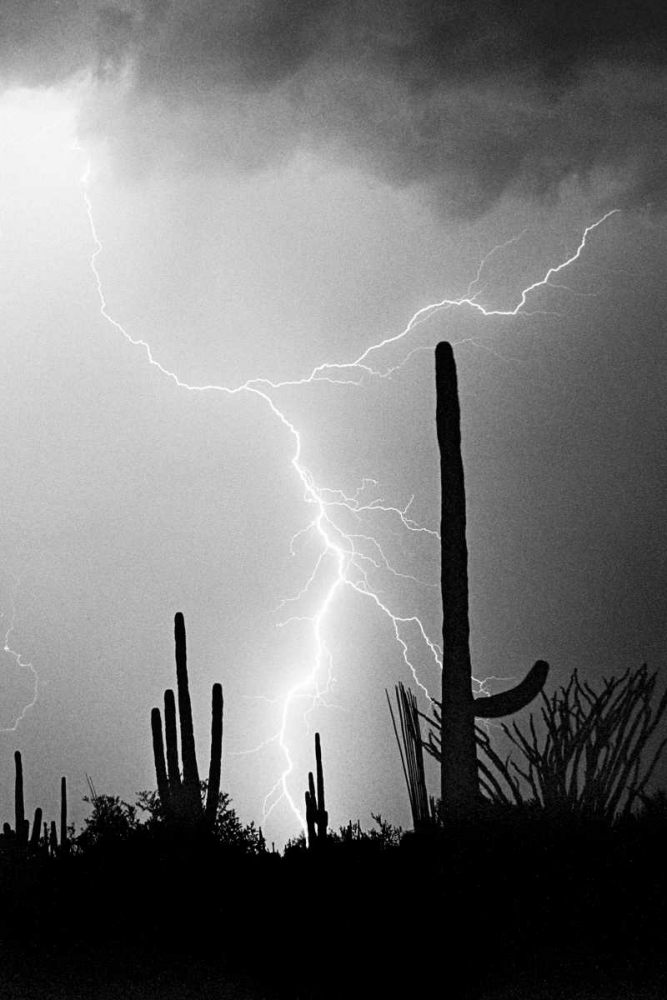 Hot August Night BW art print by Douglas Taylor for $57.95 CAD