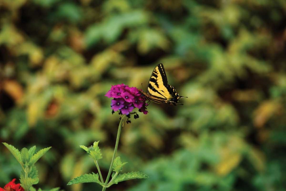 Garden Butterfly I art print by Philip Clayton-Thompson for $57.95 CAD