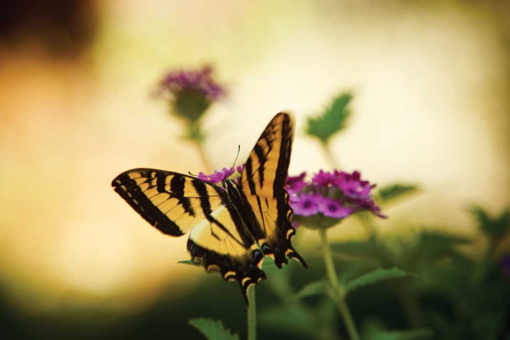 Garden Butterfly IV art print by Philip Clayton-Thompson for $57.95 CAD