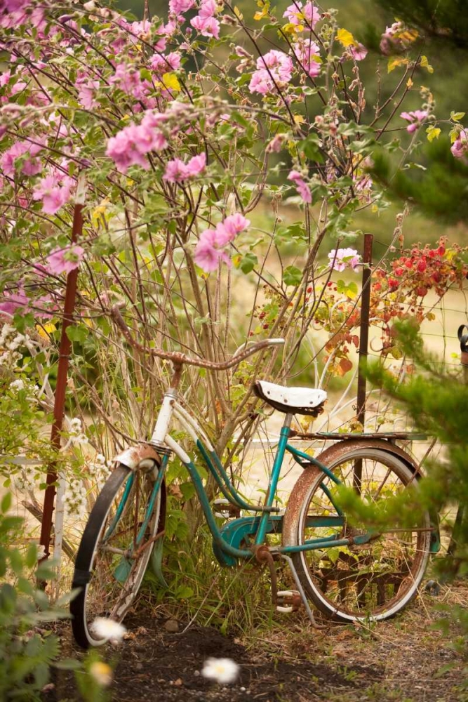 Vintage Bicycle IV art print by Philip Clayton-Thompson for $57.95 CAD