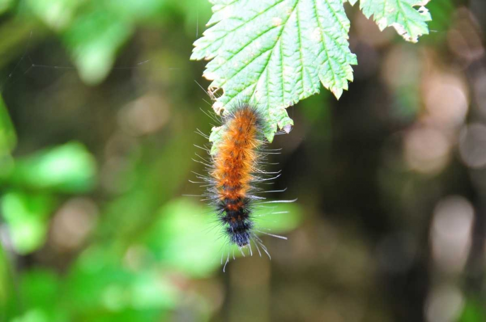Caterpillar on Leaf I art print by Logan Thomas for $57.95 CAD